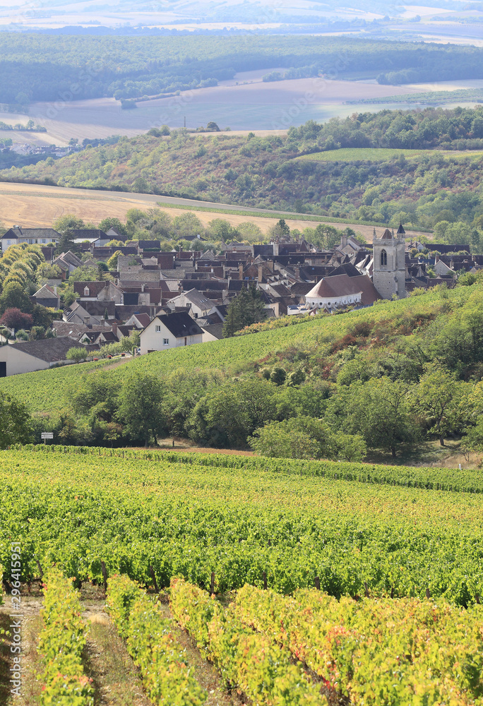 Fototapeta premium Vigne de Bourgogne - Irancy