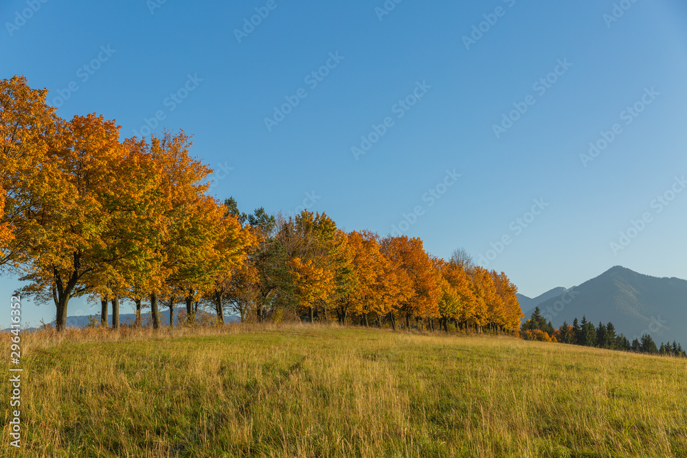 Autumn Landscape. Background with autumn colorful leaves