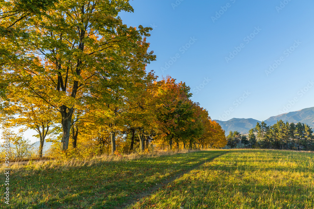 Autumn Landscape. Background with autumn colorful leaves