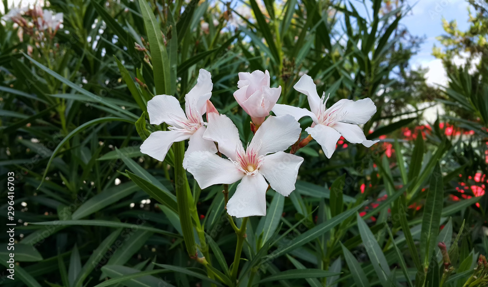 Fototapeta premium Oleander Bush With Bright White Flowers
