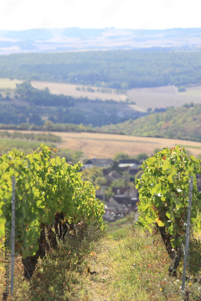 Vigne de Bourgogne - Irancy