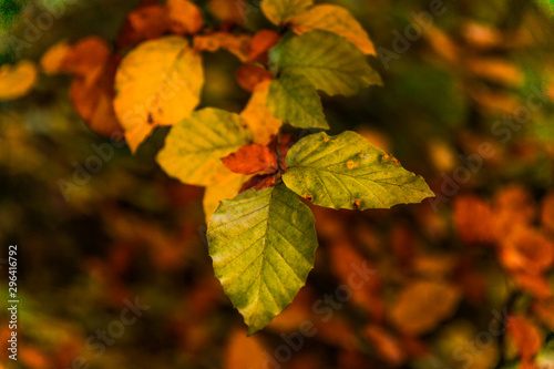 Background with autumn colorful leaves. Yellow autumn leaves in a sunlight