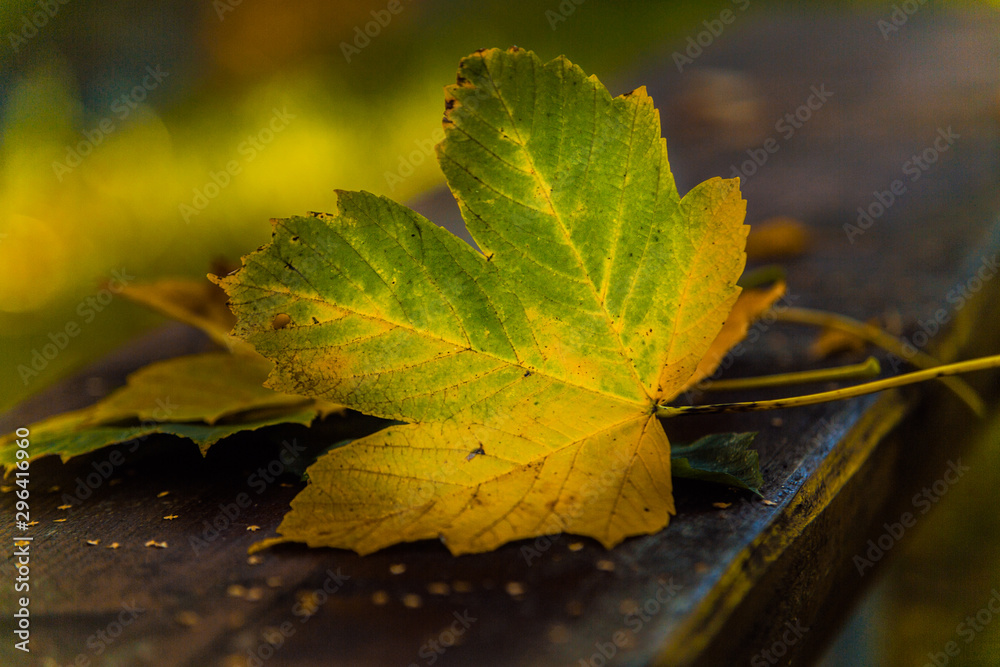 Background with autumn colorful leaves. Autumn leaves in a sunlight Background with autumn colorful leaves. Autumn leaves in a sunlight