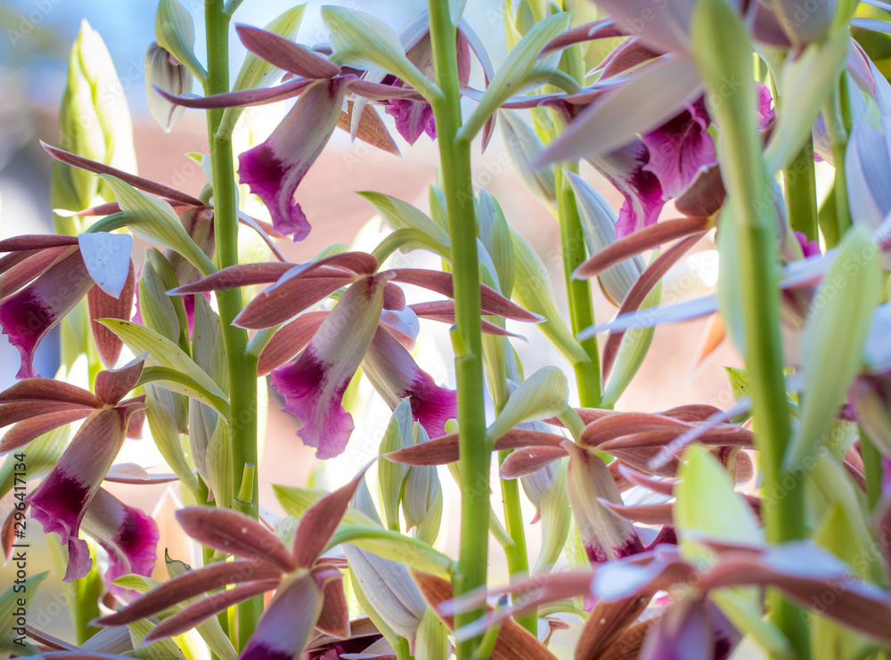 Fundo com orquídeas