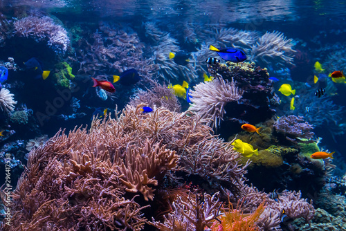 Fototapeta Naklejka Na Ścianę i Meble -  underwater coral reef landscape with colorful fish and marine life