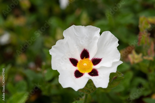 Rockrose (hibiscus symonii) photo