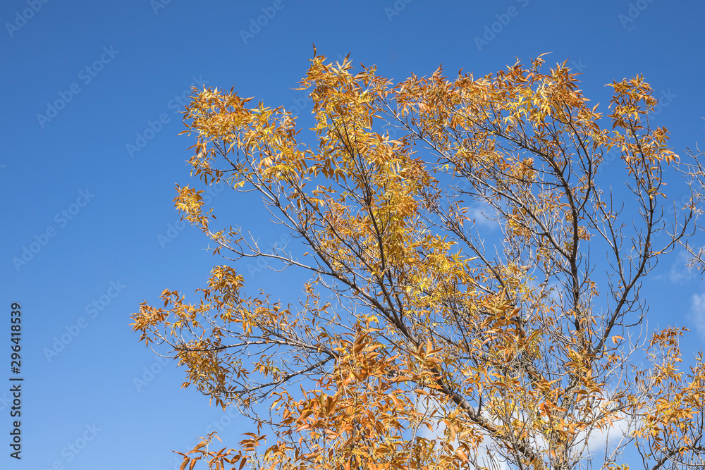 Autumns leaves against a Montana sky. Autumns leaves against a Montana sky.