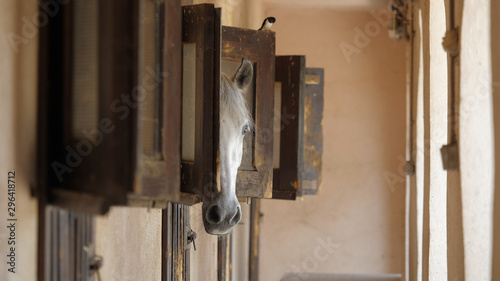 Sad horse head out from wooden window close in stable, free bird sit on window © MEDIAIMAG