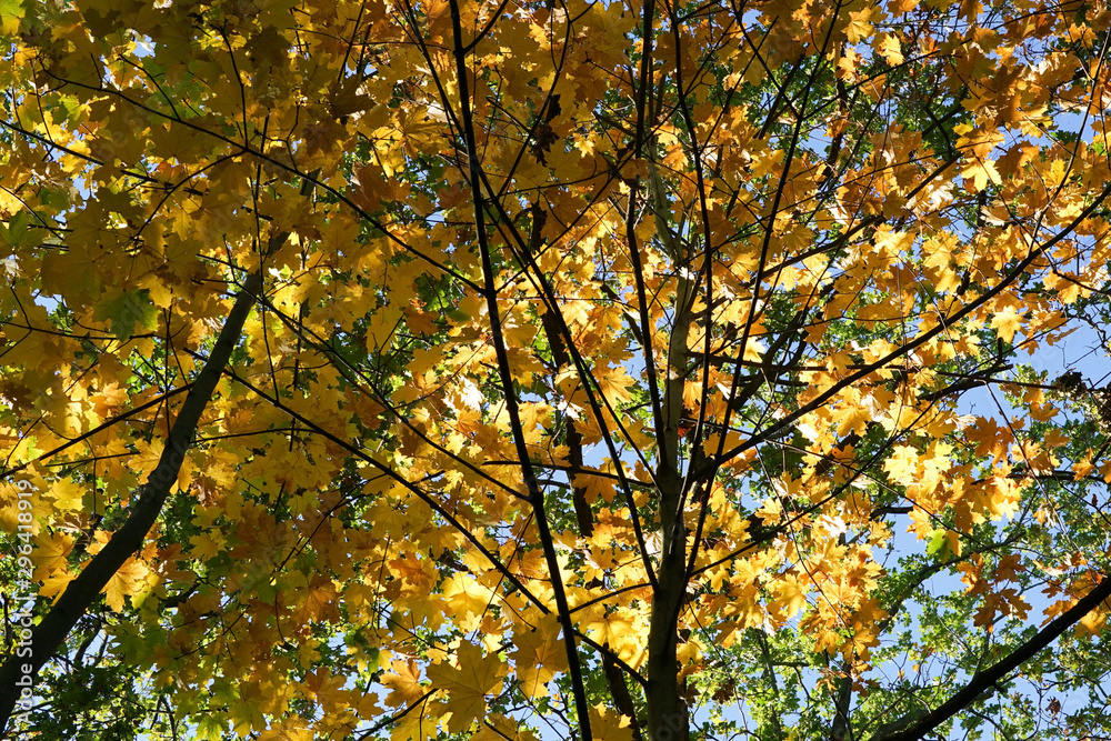 Yellow leaves on trees in the autumn seen from below Yellow leaves on trees in the autumn seen from below