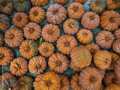 The group of variety of the pumpkin