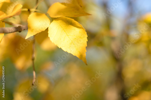 Autumn leaves with blue sky background. Copy space.. Autumn leaf nature background.