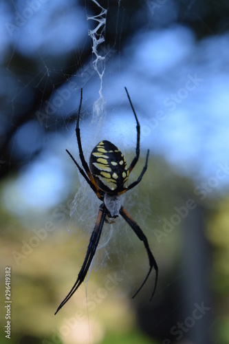 Female Orb Weaver Spider