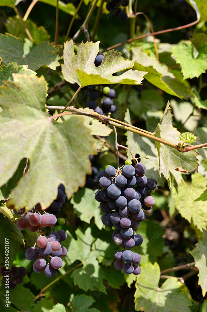 Purple berries bunch of grapes on plant. Purple berries bunch of grapes on plant.