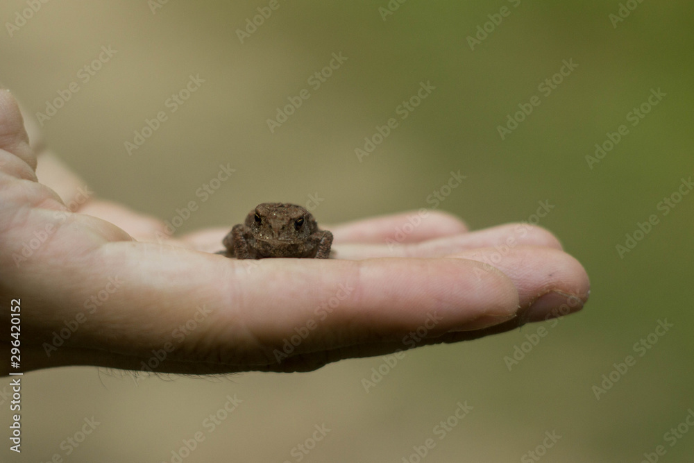 Photo of small green frog sitting on a hand. Young frog on a palm. Little green frog in hands, with river bank in background. Fauna photo. Amphibian photo. Animal care concept Photo of small green frog sitting on a hand. Young frog on a palm. Little green frog in hands, with river bank in background. Fauna photo. Amphibian photo. Animal care concept