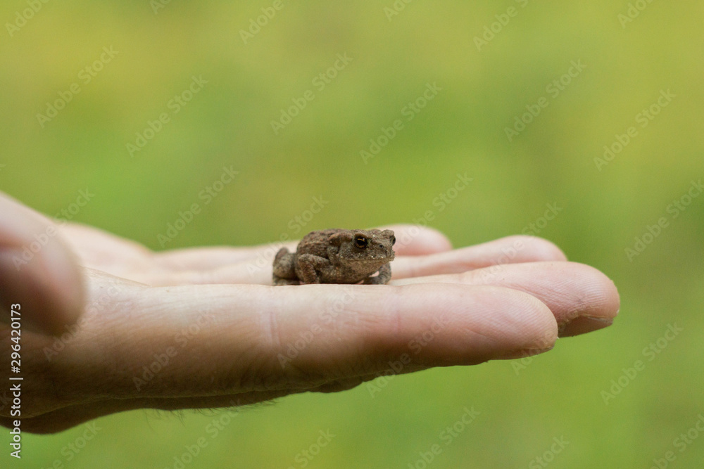 Photo of small green frog sitting on a hand. Young frog on a palm. Little green frog in hands, with river bank in background. Fauna photo. Amphibian photo. Animal care concept Photo of small green frog sitting on a hand. Young frog on a palm. Little green frog in hands, with river bank in background. Fauna photo. Amphibian photo. Animal care concept