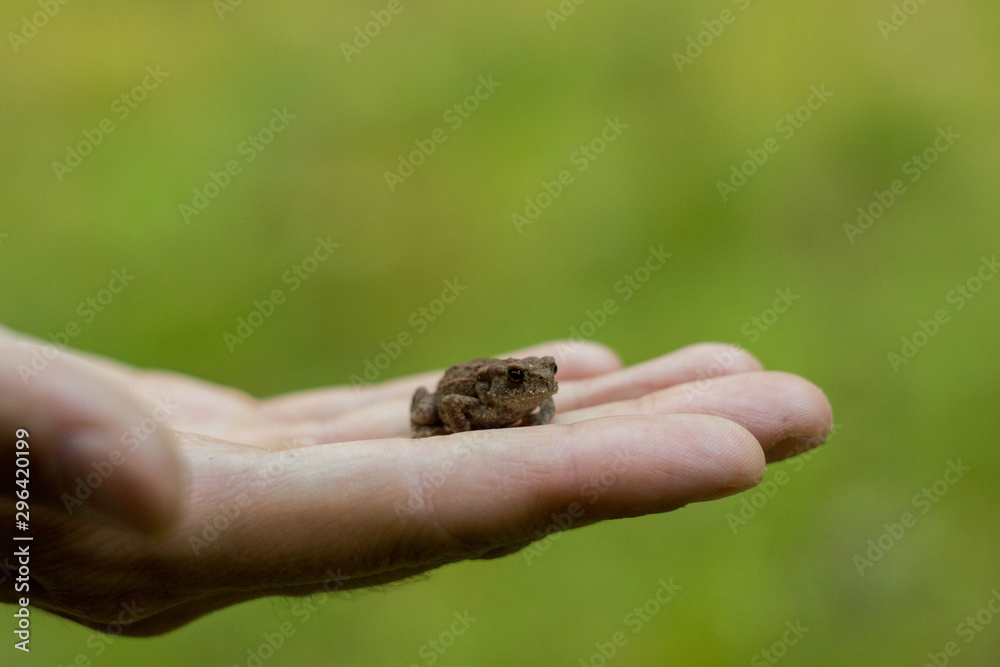 Photo of small green frog sitting on a hand. Young frog on a palm. Little green frog in hands, with river bank in background. Fauna photo. Amphibian photo. Animal care concept