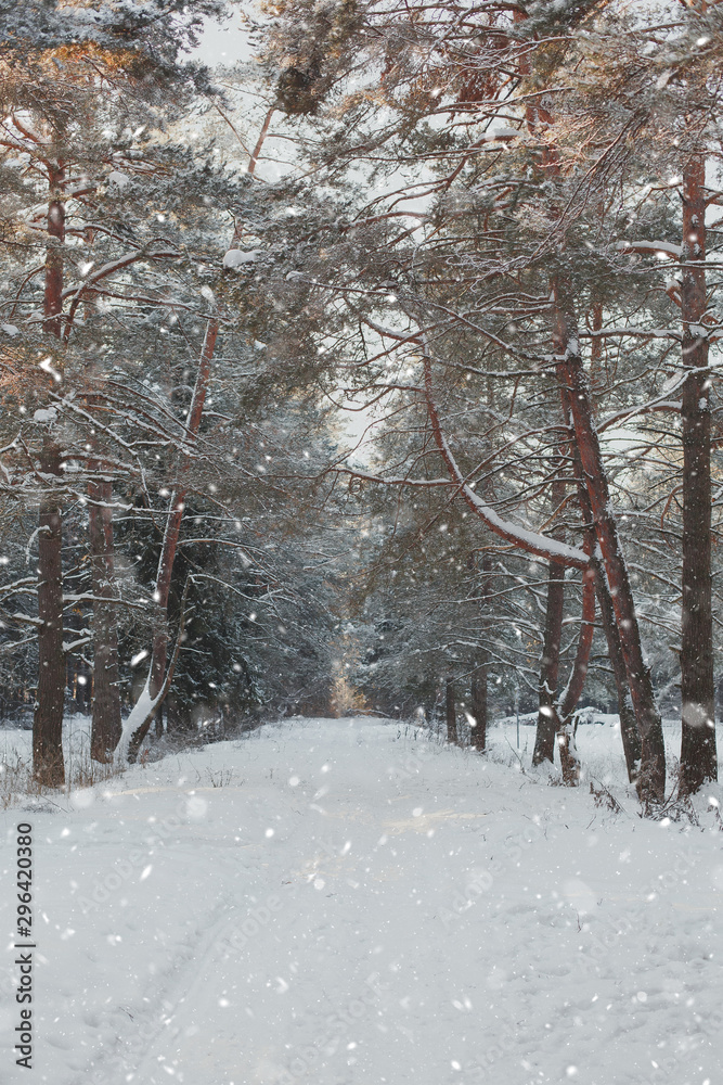 landscape of wild winter forest in snowfall 1 landscape of wild winter forest in snowfall 1