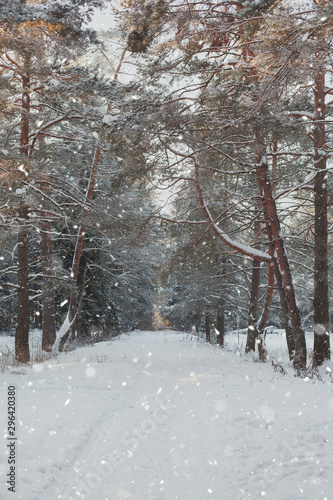 landscape of wild winter forest in snowfall 1