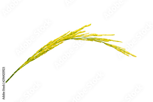 Spike ear of rice isolated on white background.
