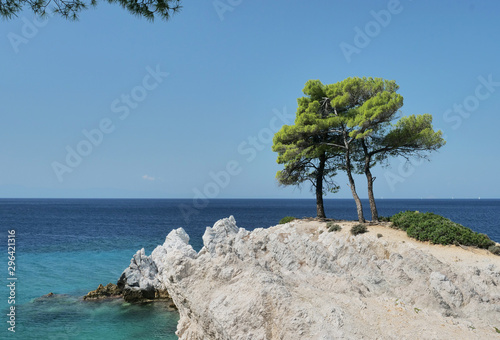 Isolated pine trees growing on the rock in the sea