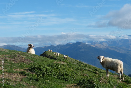 mouton photo