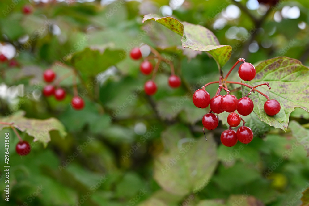 Viburnum - red round fruits and green leaves.