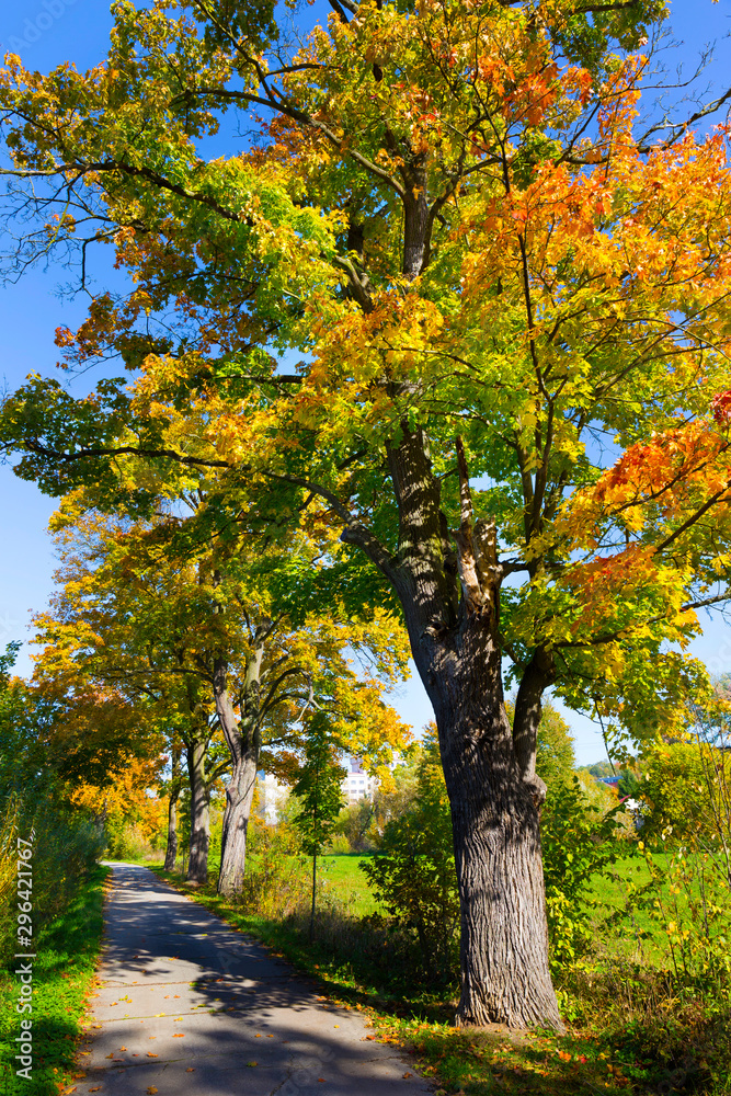 Colorful autumn Trees in the Landscape of the central Bohemia, Czech Republic