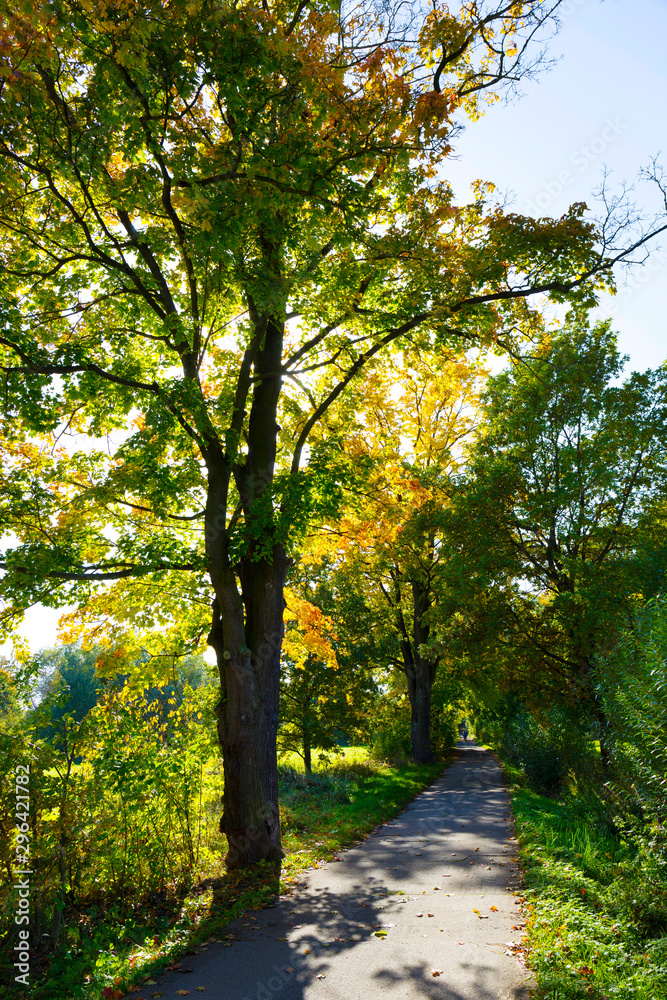 Obraz premium Colorful autumn Trees in the Landscape of the central Bohemia, Czech Republic