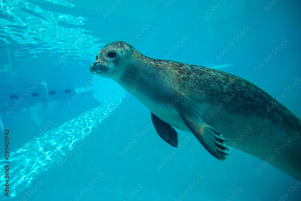 Cute seal swim in zoo aquarium Cute seal swim in zoo aquarium