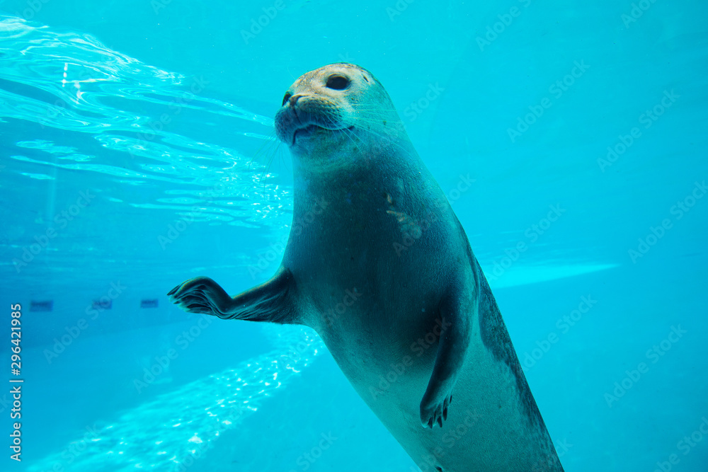 Cute seal swim in zoo aquarium Cute seal swim in zoo aquarium