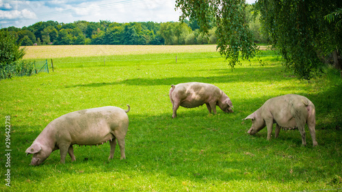 Obraz na plátně Pig portrait. Pig at pig farm