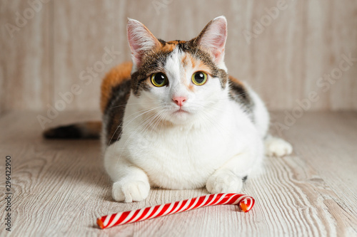Photography Multicolored cat with a serious face lies near the candy cane and looks forward