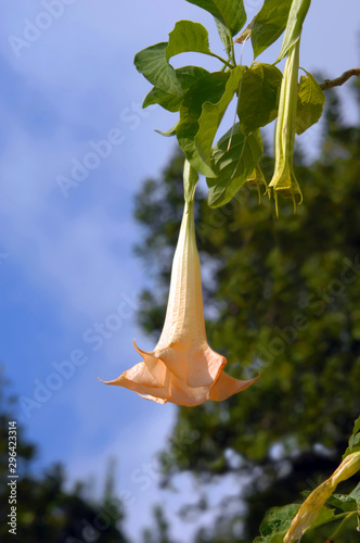 Beware Poisonous Trumpet Flower