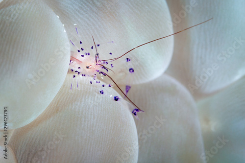 Bubble Coral Shrimp