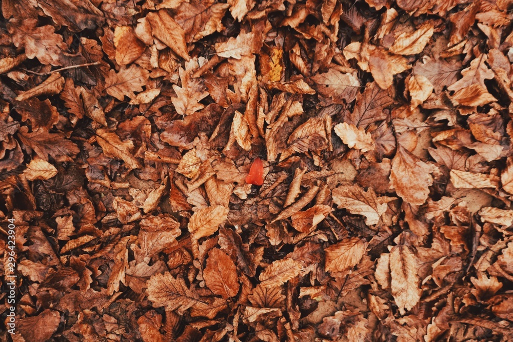 Autumn leaves background