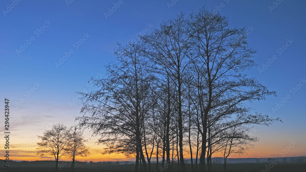 Gorgeous sunset sky and isolated group of trees silhouettes Gorgeous sunset sky and isolated group of trees silhouettes