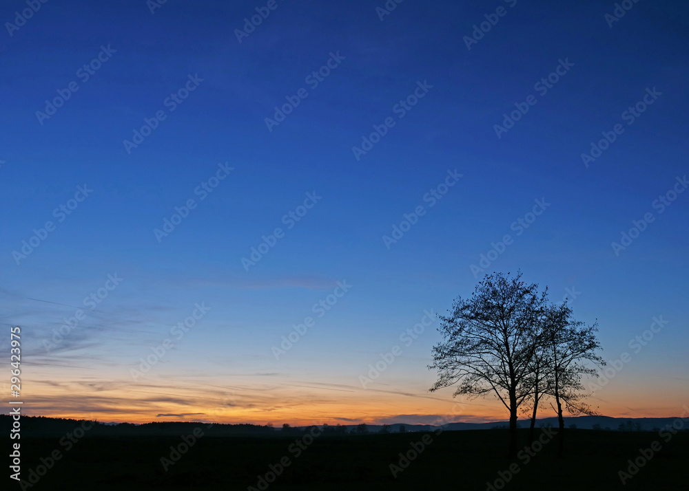 Isolated lonely tree silhouette under blue and red sunset colorful clear sky nature landscape at dusk