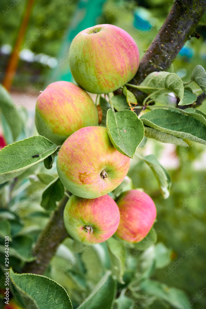 Ripe apples on a branch. Close-up view Ripe apples on a branch. Close-up view