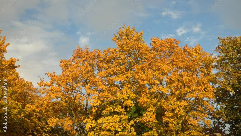Maple tree foliage in autumn. Vivid yellow leaves on blue sky with clouds. An inspiring landscape of the fall season. Maple tree foliage in autumn. Vivid yellow leaves on blue sky with clouds. An inspiring landscape of the fall season.