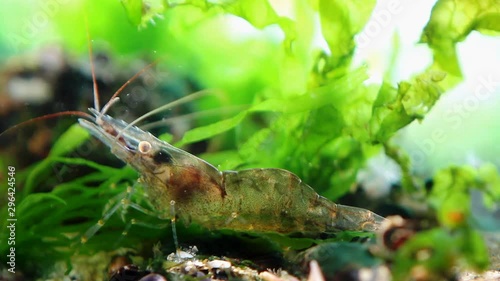 Palaemon adspersus, Baltic prawn, saltwater decapod crustacean, inspects sea bed for food with its periopods and antennas in green algae, marine biotope aquarium of Black Sea littoral zone photo