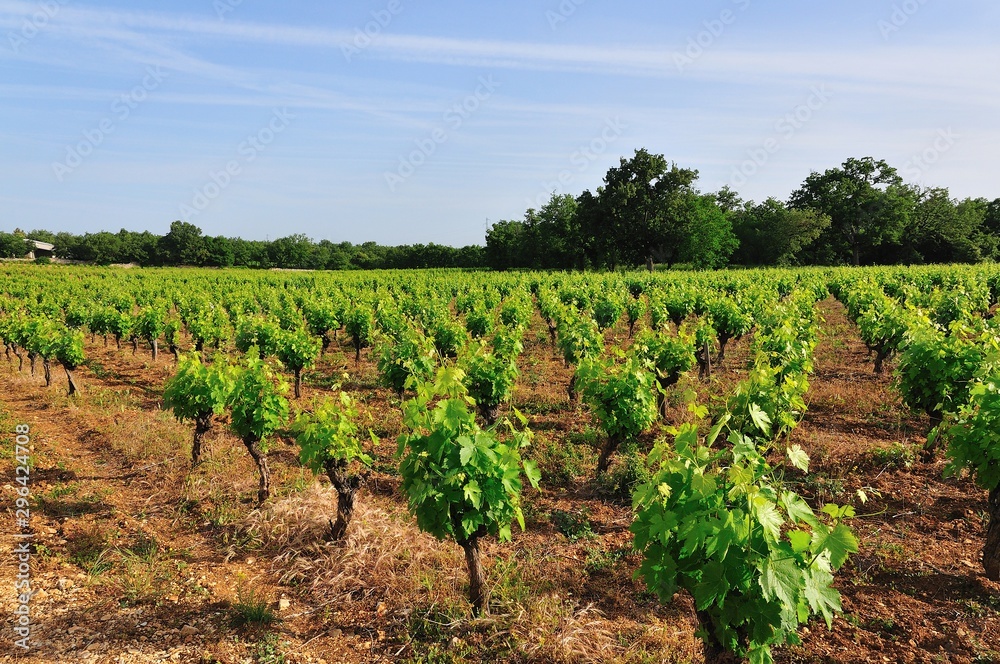 Vignes et vignoble en Ardèche, région Auvergne-Rhône-Alpes, France	