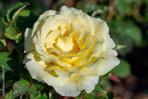 yellow rose in the garden © sandra