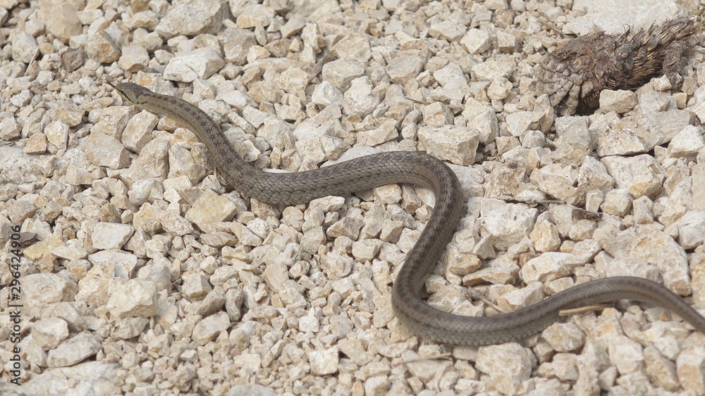 Smooth snake (Coronella austriaca) moving on rocky path Smooth snake (Coronella austriaca) moving on rocky path