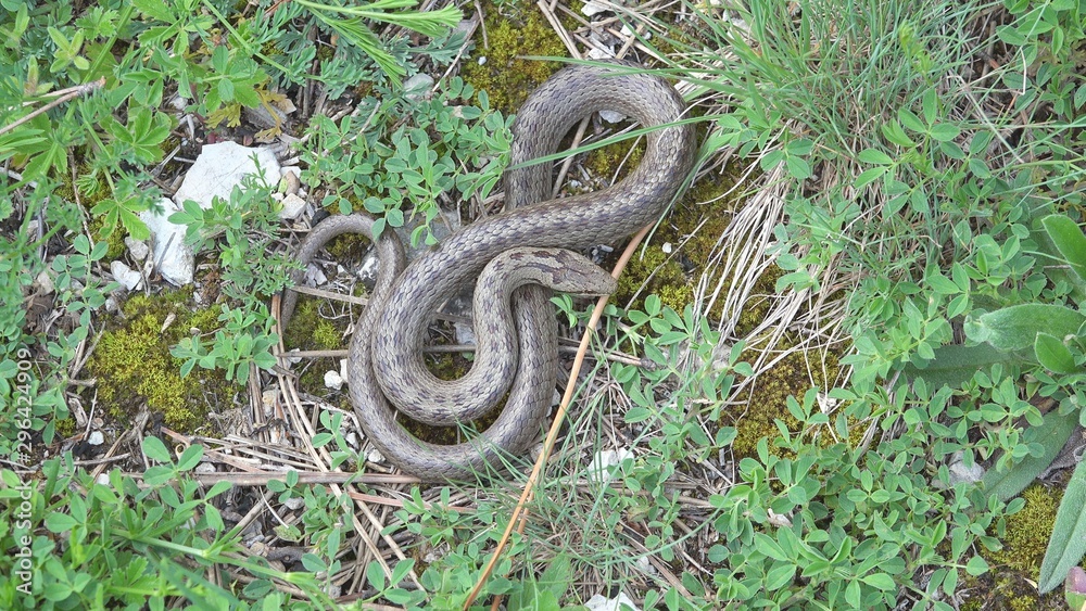 Smooth snake (Coronella austriaca) escape in the grass Smooth snake (Coronella austriaca) escape in the grass