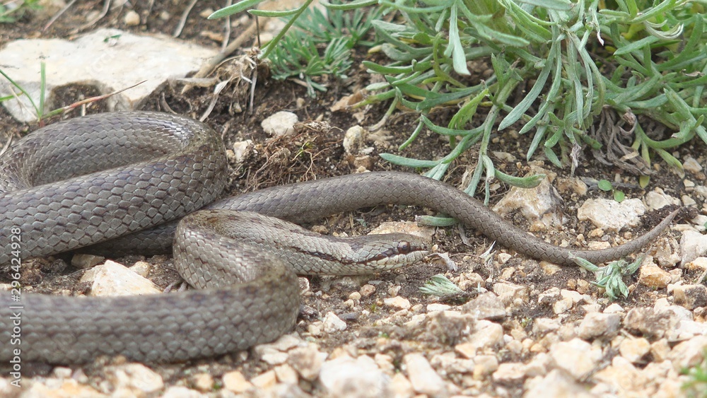 Obraz premium Ambush attack of smooth snake (Coronella austriaca)