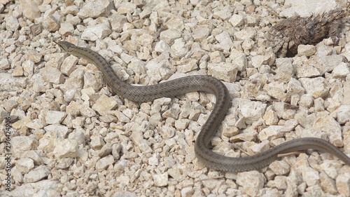 Smooth snake (Coronella austriaca) moving on rocky path