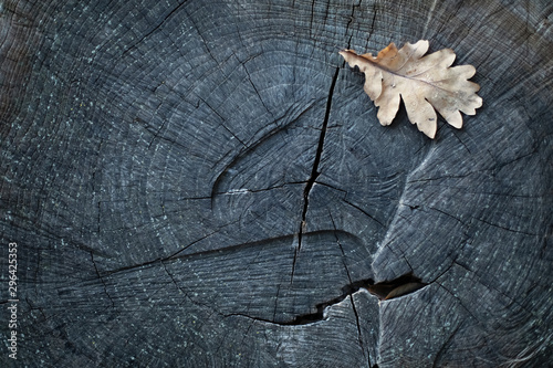 Closeup of autumn leaves on a wooden hemp. © Anna Ria