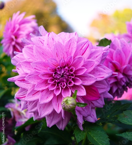 pink dahlia flowers in the garden