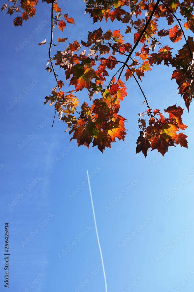 autumn leaves against blue sky autumn leaves against blue sky