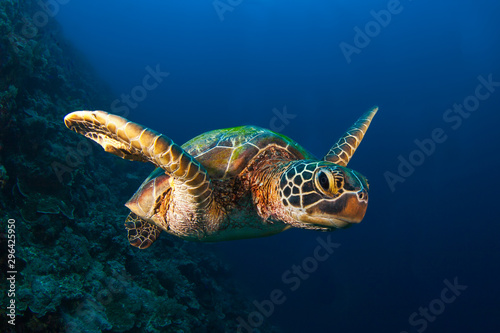 Sea Turtle Portrait